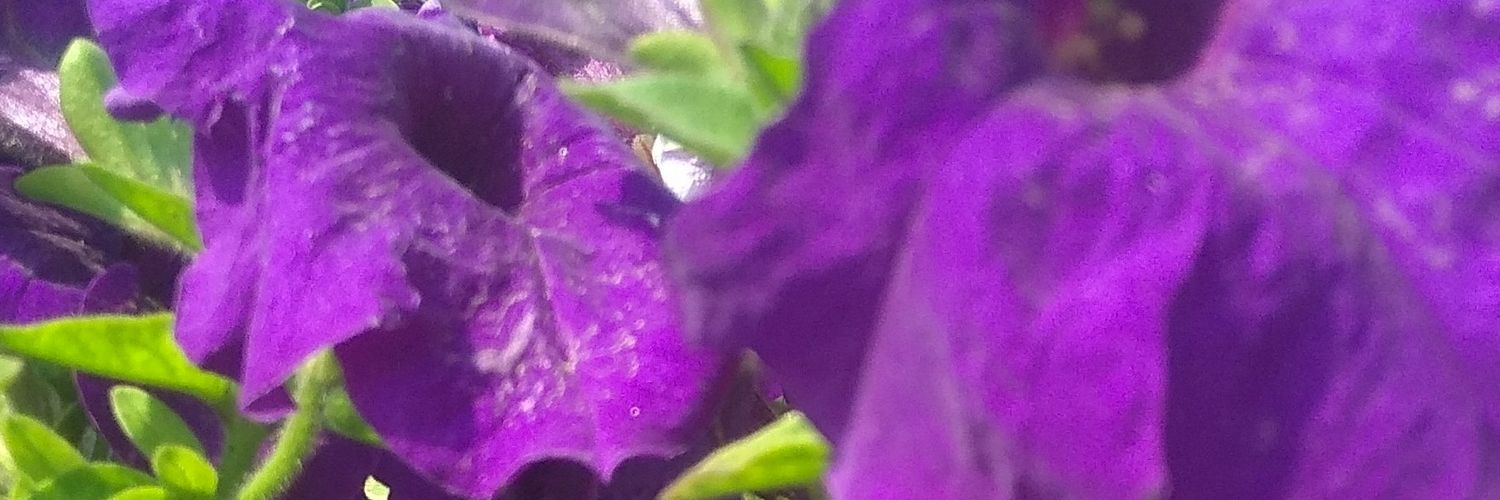 6nehanegi's profile banner image