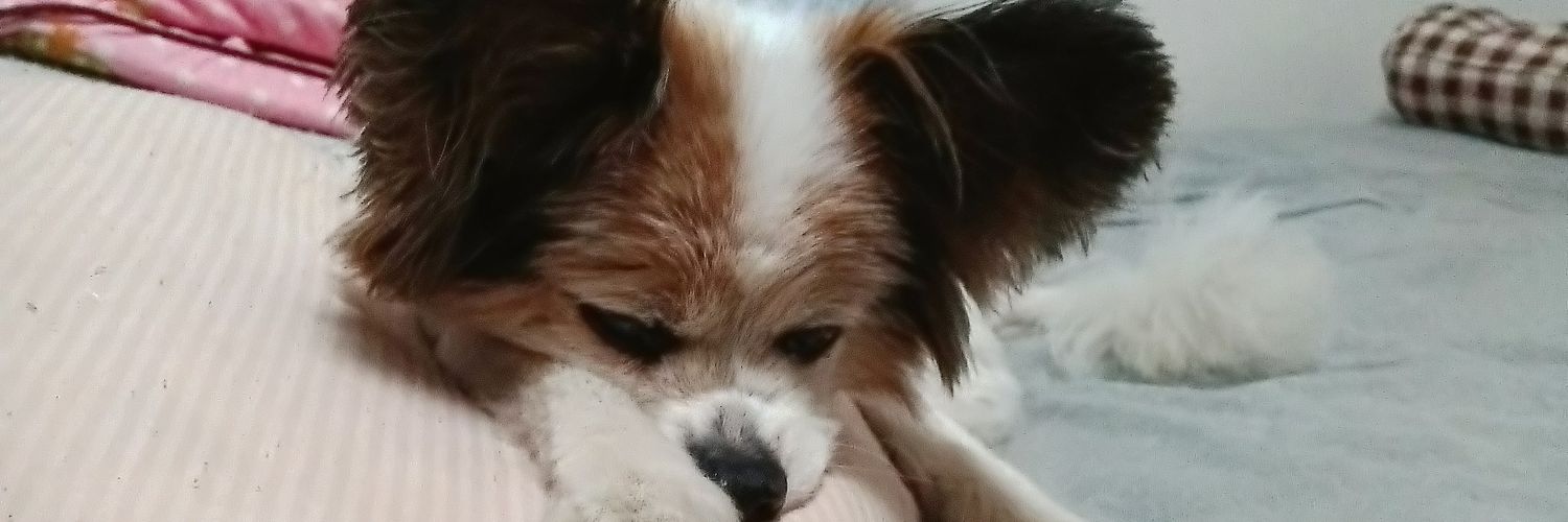 🐶ﾐﾙﾌｨ😺ｵﾑ🐶ﾊﾟﾋﾟｰのﾏﾐｨ(いいね！が消えちゃう) banner