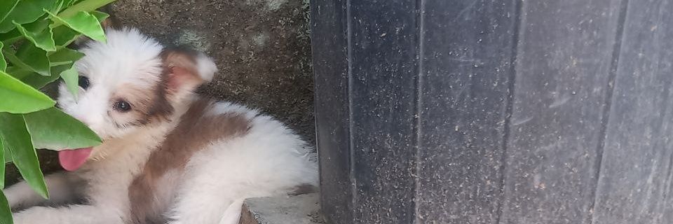 silver Fox banner
