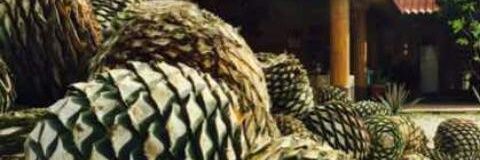 MezcalRDM's profile banner image