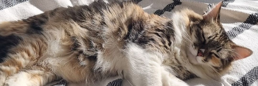 tatitatissy's profile banner image