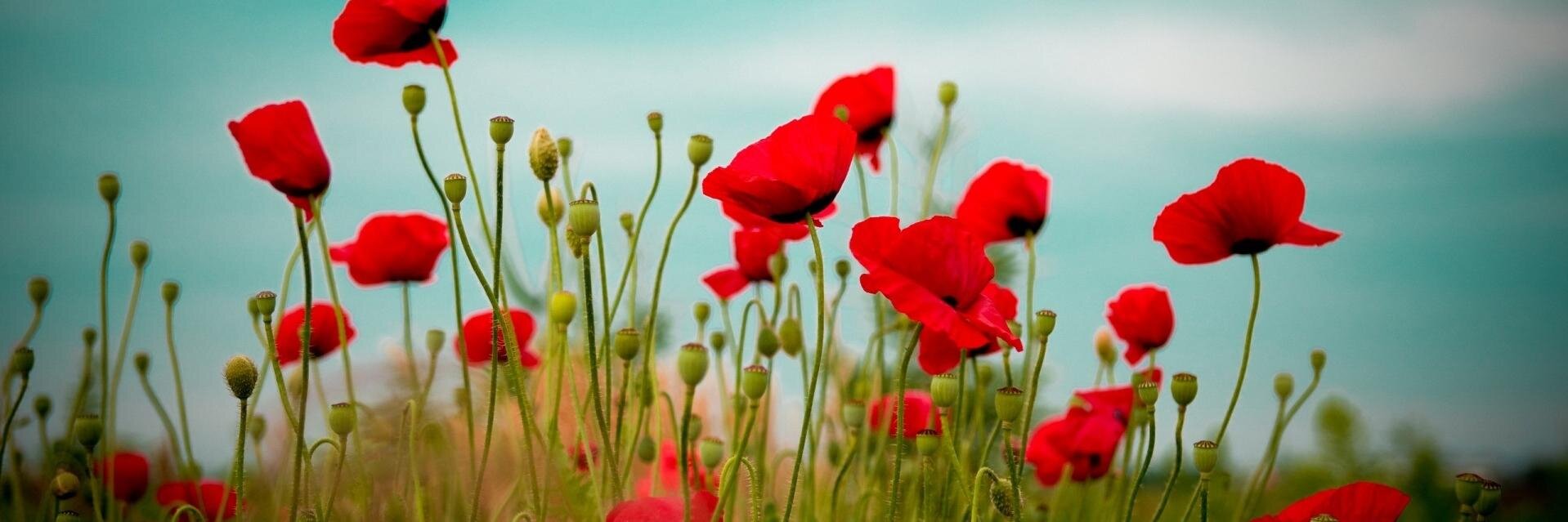 ElenaFerrante's profile banner image