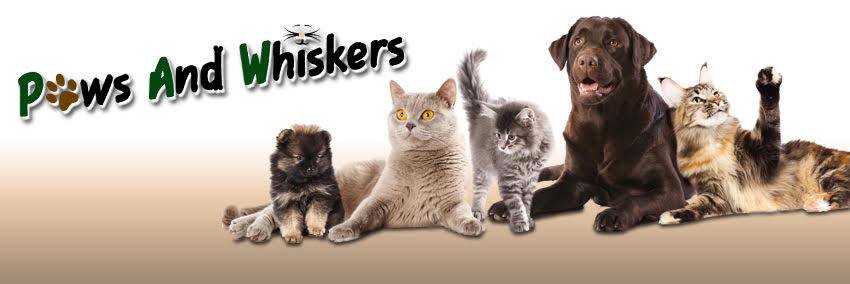 PawsNWiskas's profile banner image