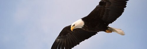 EaglespollsNe's profile banner image