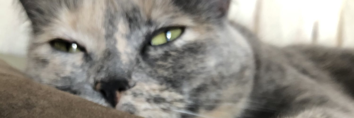 mo_brie's profile banner image
