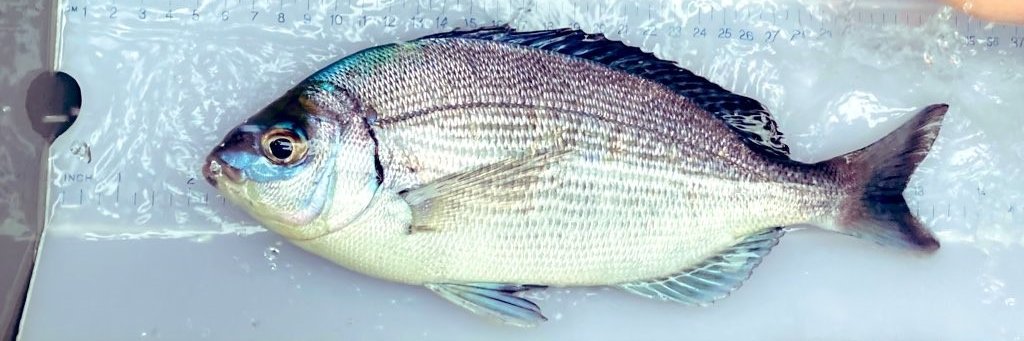 Dr Thomas Stamp banner