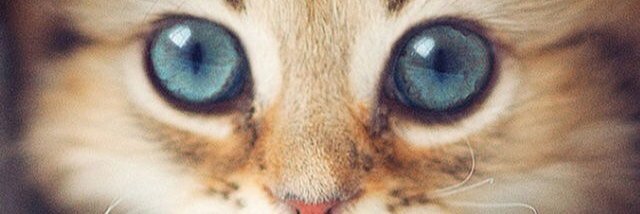 ekiimysha's profile banner image