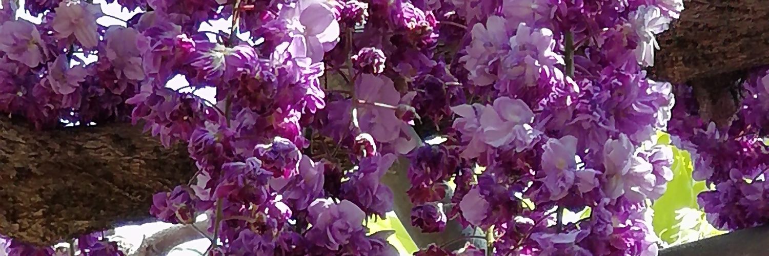 Hakura_Y's profile banner image