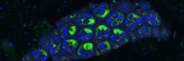 Host-microbe papers banner