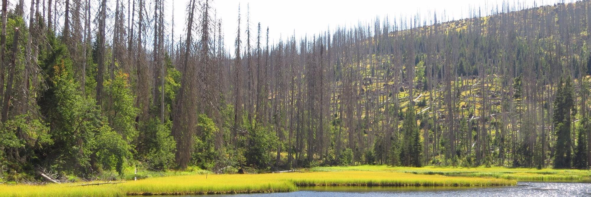 ForestDynamics's profile banner image