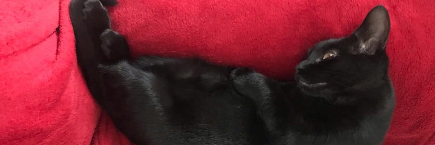 Rosswalker152's profile banner image