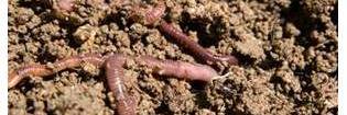 The Worm Farmer banner