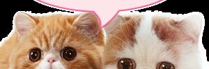 rasha banner