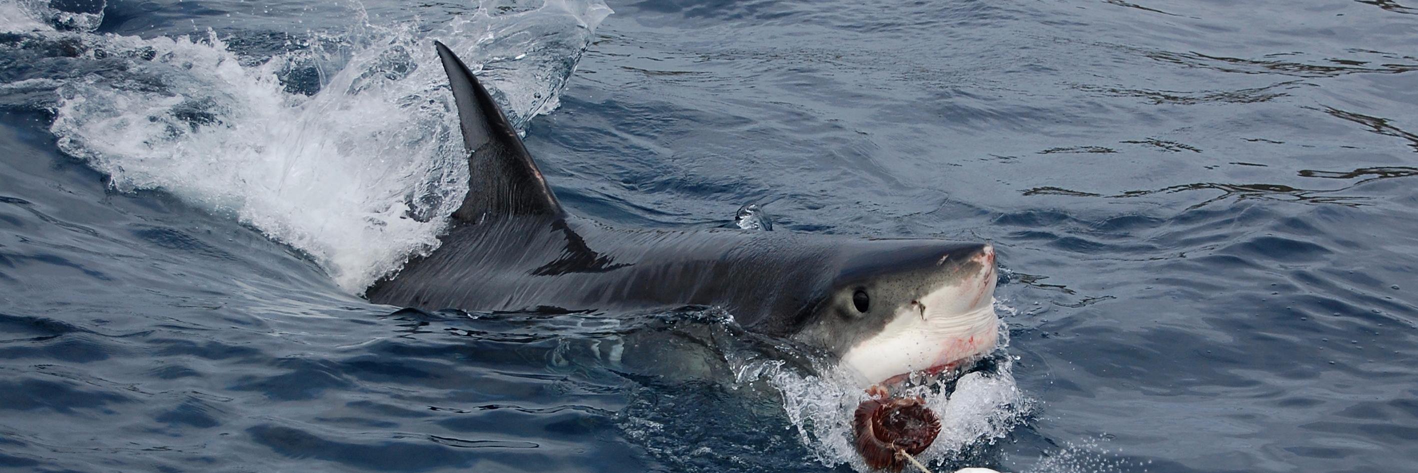 Jenny Crockett banner