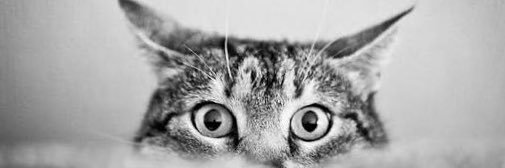 yzdogan1's profile banner image