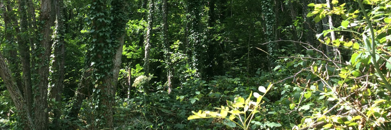 DonesBarque's profile banner image
