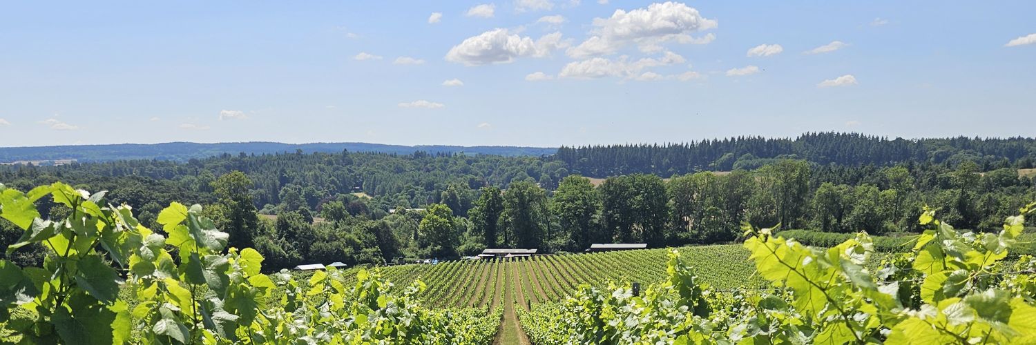 Matthew Williams banner