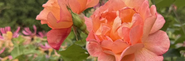 KimOlthoff Profile Banner