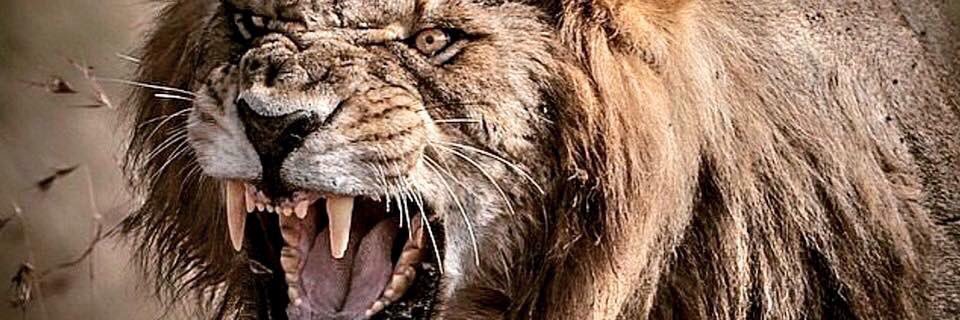 CEYHUNTOPRAK1's profile banner image