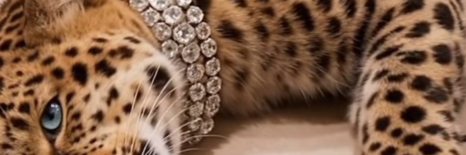 jfoooon99's profile banner image