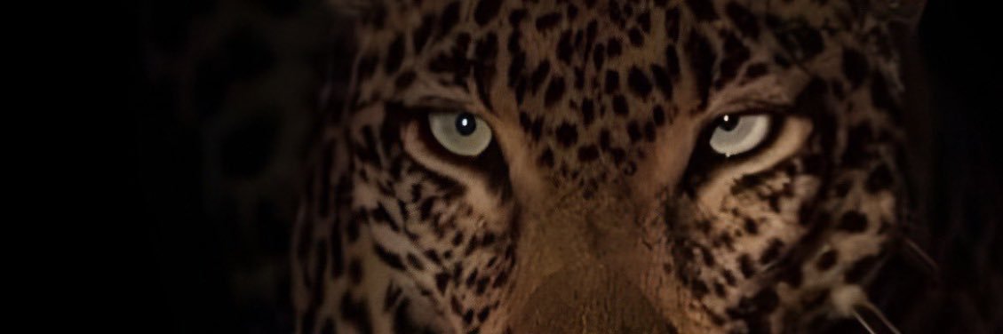 Allvesthaize's profile banner image