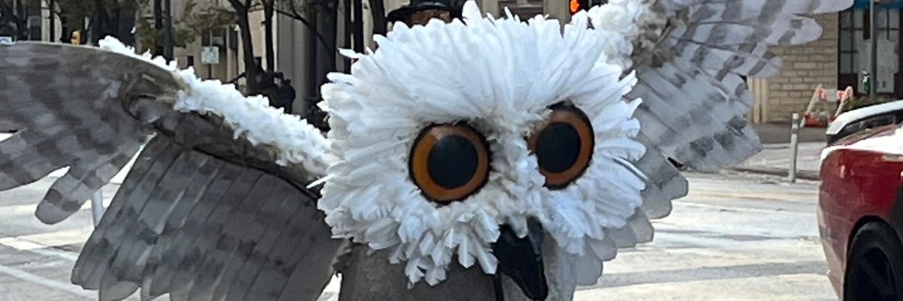 peacockwalk's profile banner image