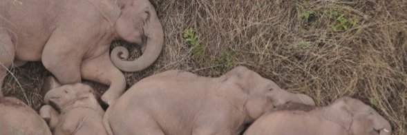 Conservation Letters banner