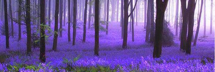Kate_Lester1's profile banner image