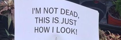NoneCatLeftBeef's profile banner image