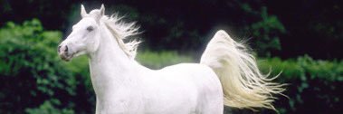 otaibis511's profile banner image