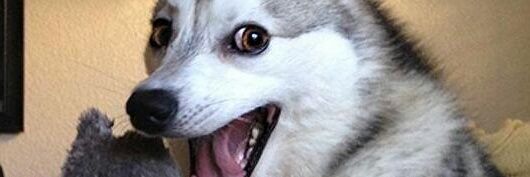 sleepy banner
