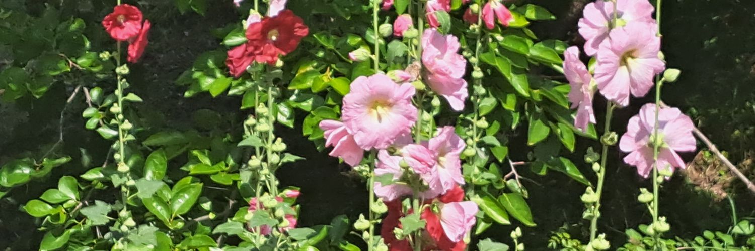 lapinneige4's profile banner image