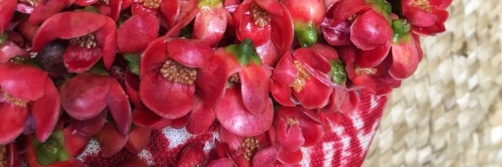 Virginie /viʁʒiˈni/ banner