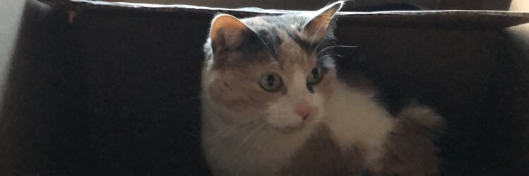 antibeks11's profile banner image