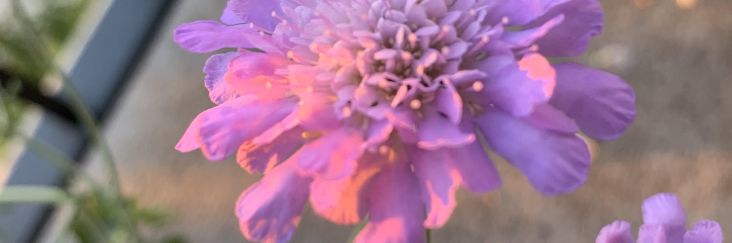 Saskgrl89's profile banner image