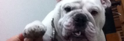 German Dario Franco banner