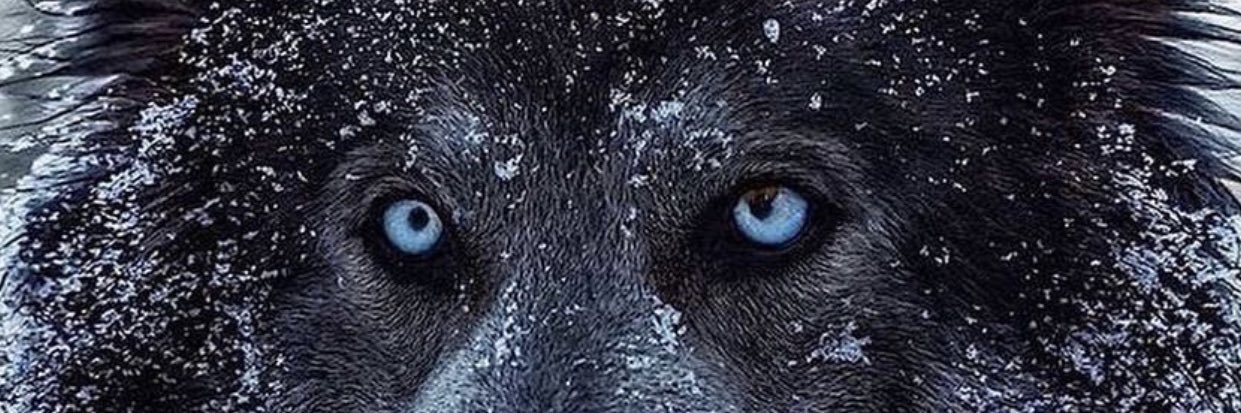 DLC_VICTOR's profile banner image