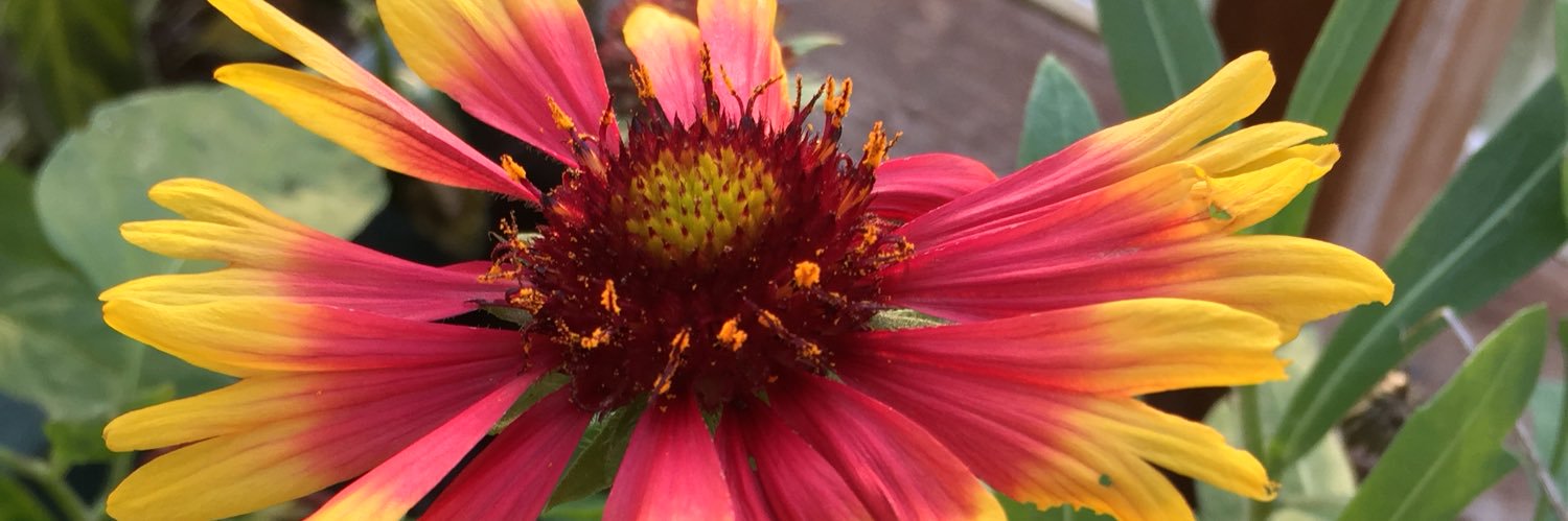 DebiMeredith1's profile banner image