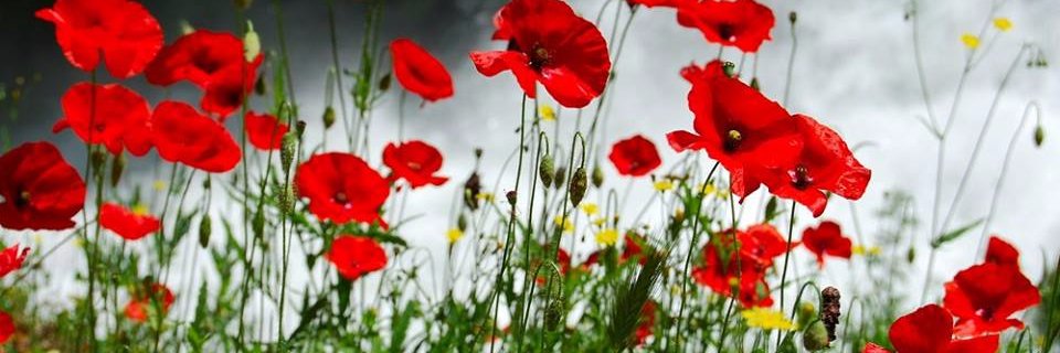 Elsa Andreani banner