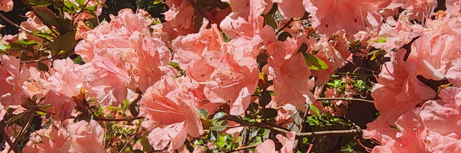 cosmickels's profile banner image