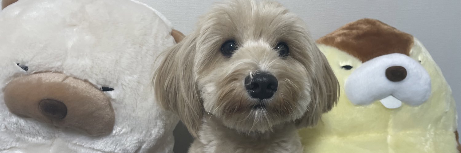 perochandau's profile banner image
