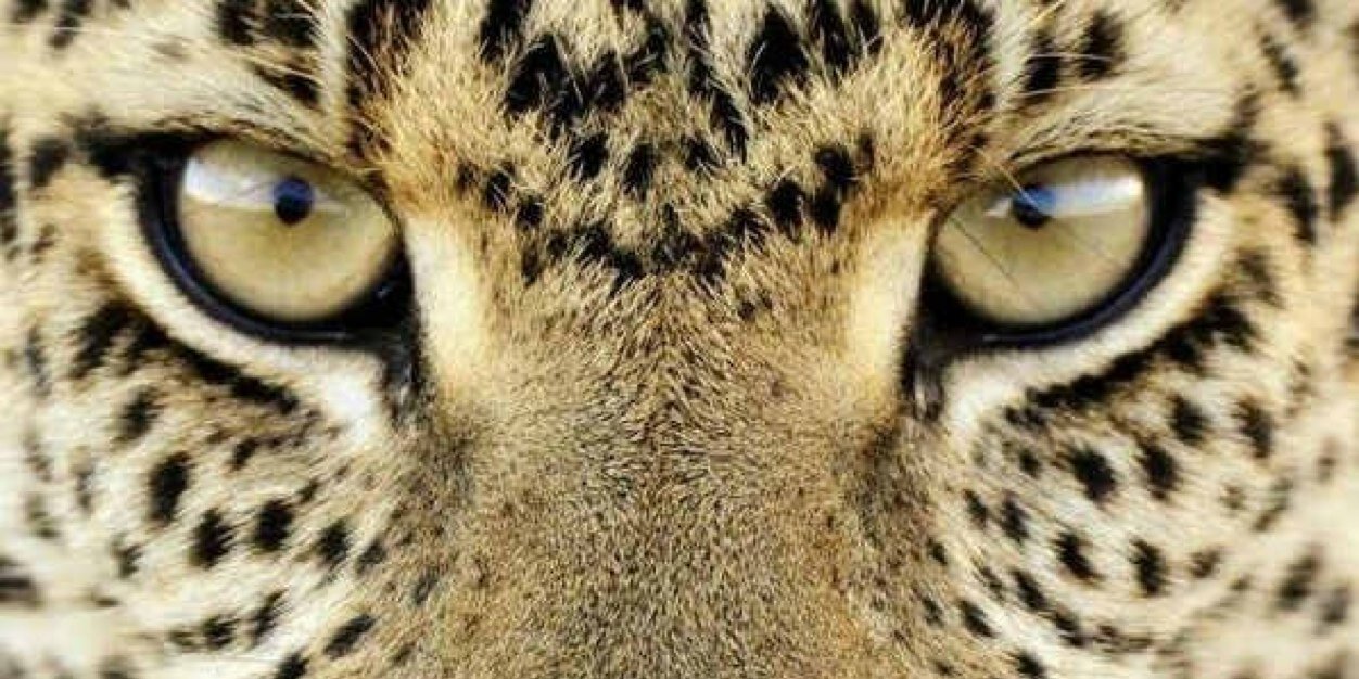 DiloshenG's profile banner image