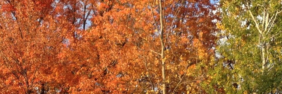 Liz Bernstein banner