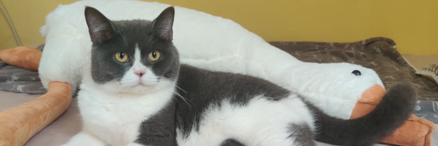 lyer (❖,❖) banner