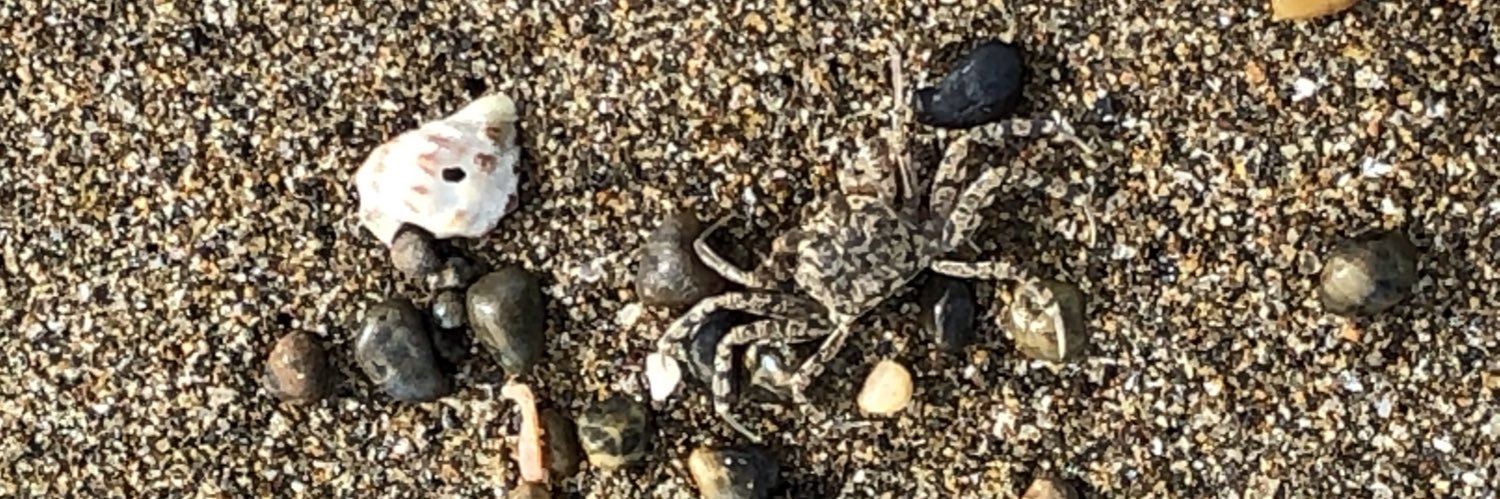 ぼっち🎣 banner