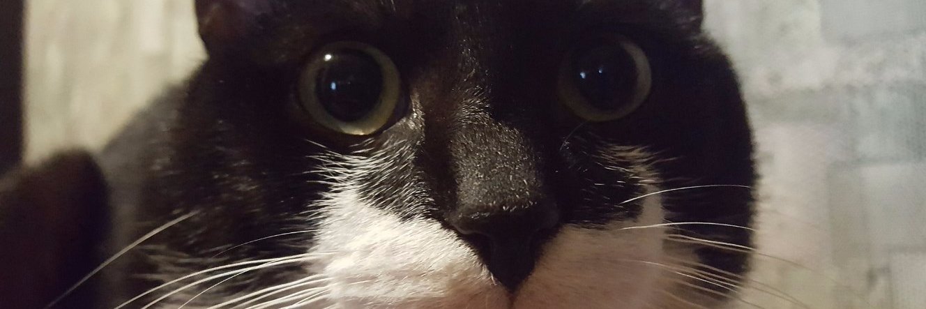 I_BatMan_Cat's profile banner image