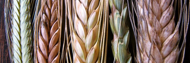 Harinera Roca banner