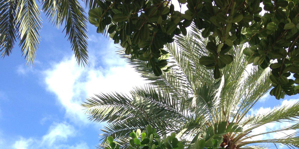 Marisol Renner banner