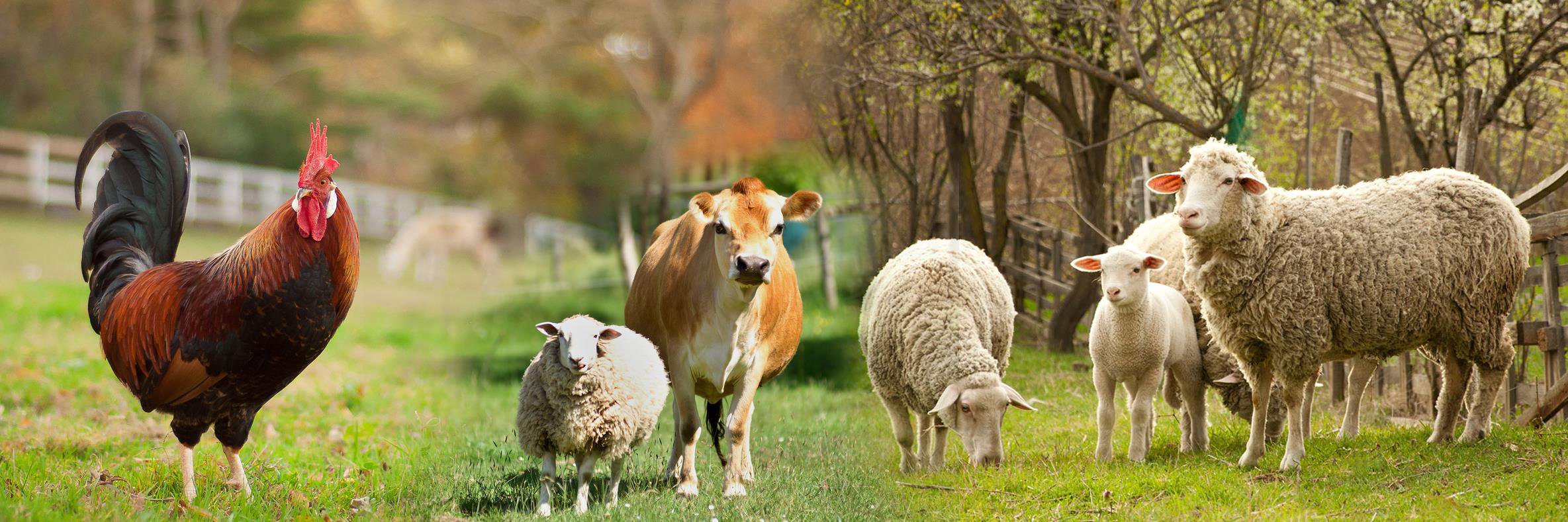 Appetite4Peace's profile banner image