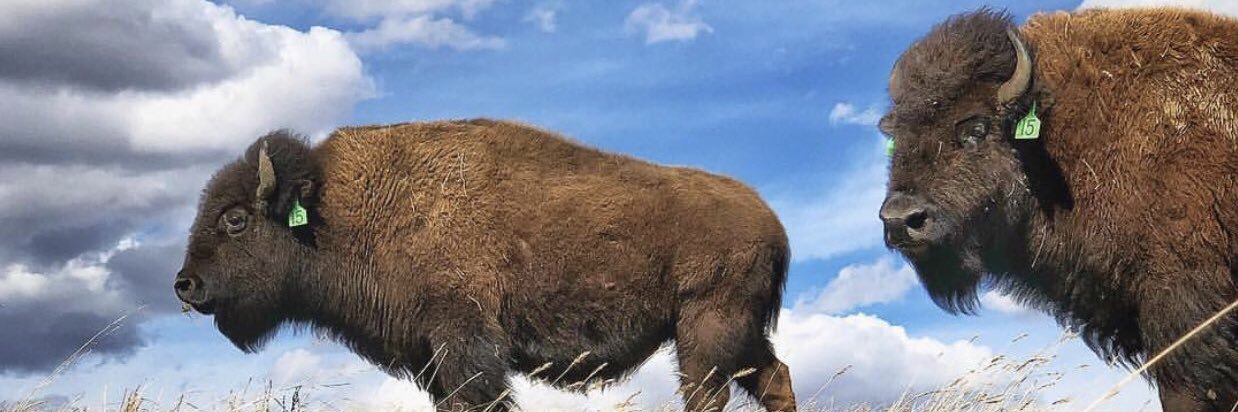 Bison Union Co. banner
